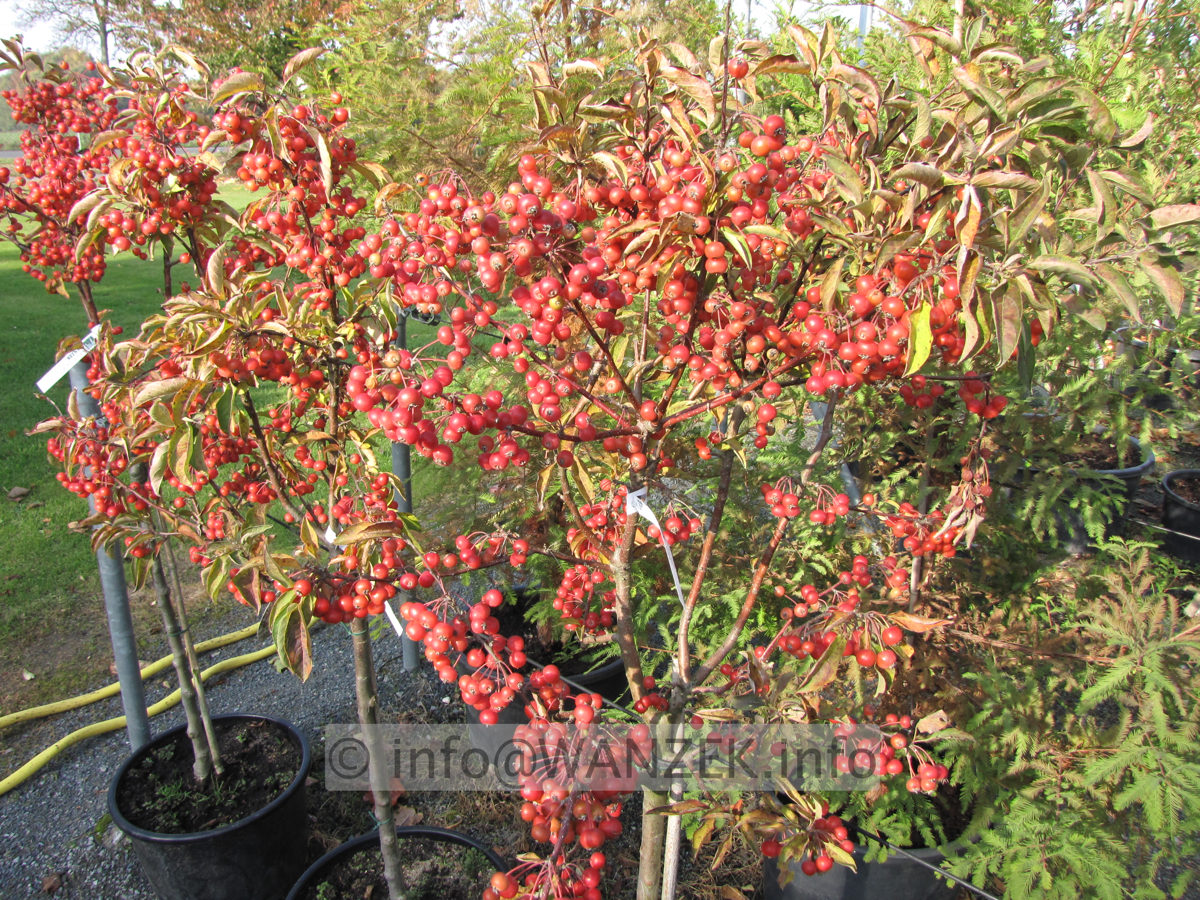 Malus Pom Zai Aepfel1.JPG